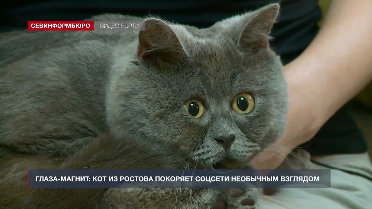 Кот федя из ростова фото Хорошие новости" от 1 июля 2021 года - YouTube