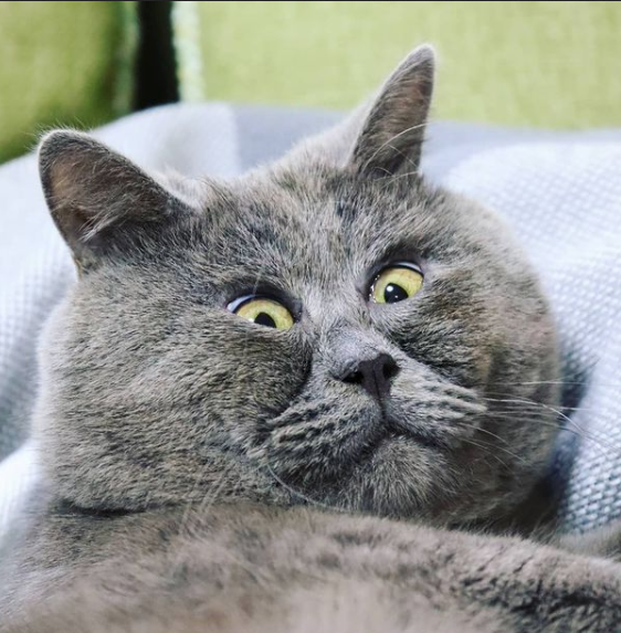 Кот федя косоглазый фото Знакомьтесь, Федя: милый котенок, который всегда выглядит удивленным КотоВедение