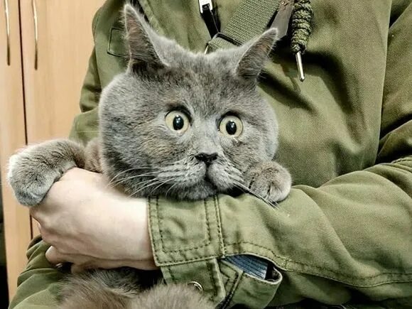Кот федя косоглазый фото Вечно удивленный кот Федя из Ростовской области покорил соцсети - Росбалт Кот, К