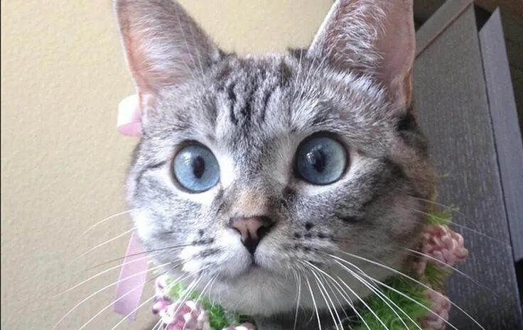 Кот федя косоглазый фото 20 Reasons Why Nala is One of the Coolest Cats on Instagram Cats, Cool cats, One