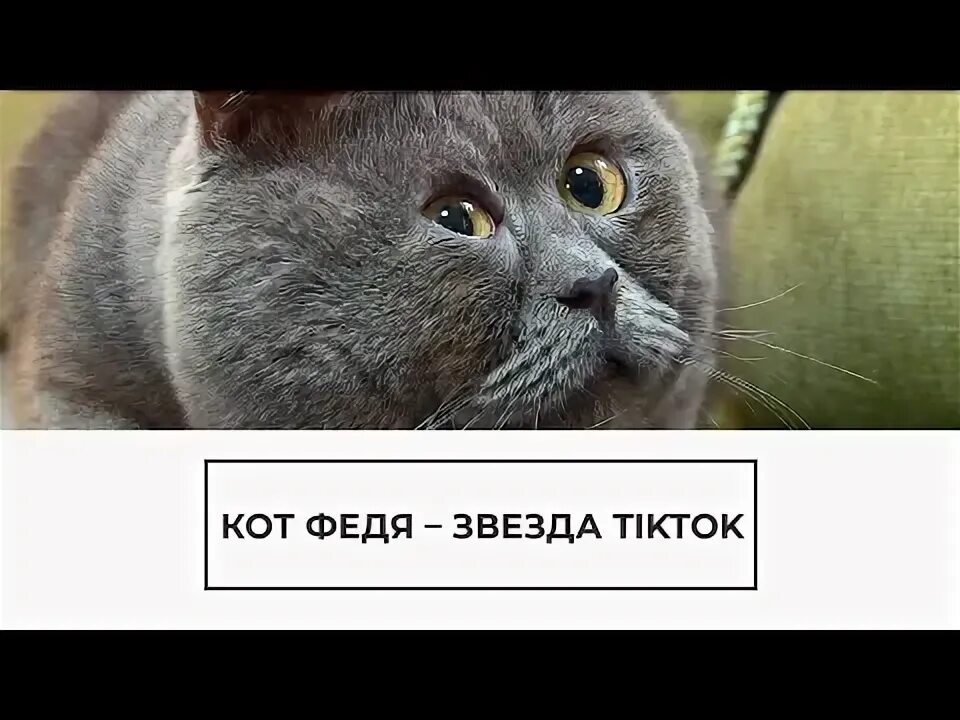Кот федя косоглазый фото РИА Новости on Viber