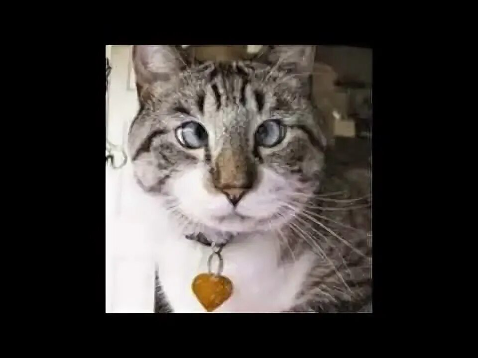 Кот федя косоглазый фото Śmieszne zwierzaki - YouTube