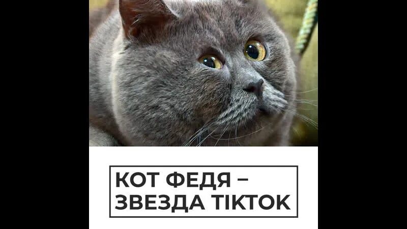 Кот федя косоглазый фото An unusual cat Fedya from the Rostov region attracts attention with his surprise