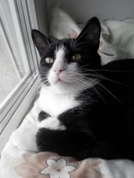 Кот феликс фото A cat was lost, in the area of the 44th quarter, Kuznetsova, Pskovskaya. If anyo