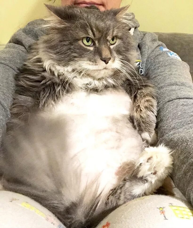 Кот фото тело 13 кило счастья: в США ищут дом для очень толстого кота