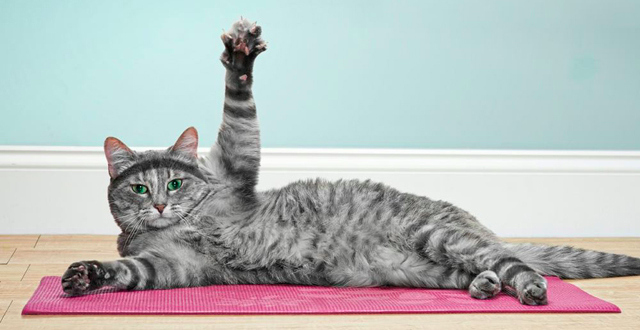 Кот фото тело This cat's all about working out. Crazy cats, Cute cats, Cats and kittens