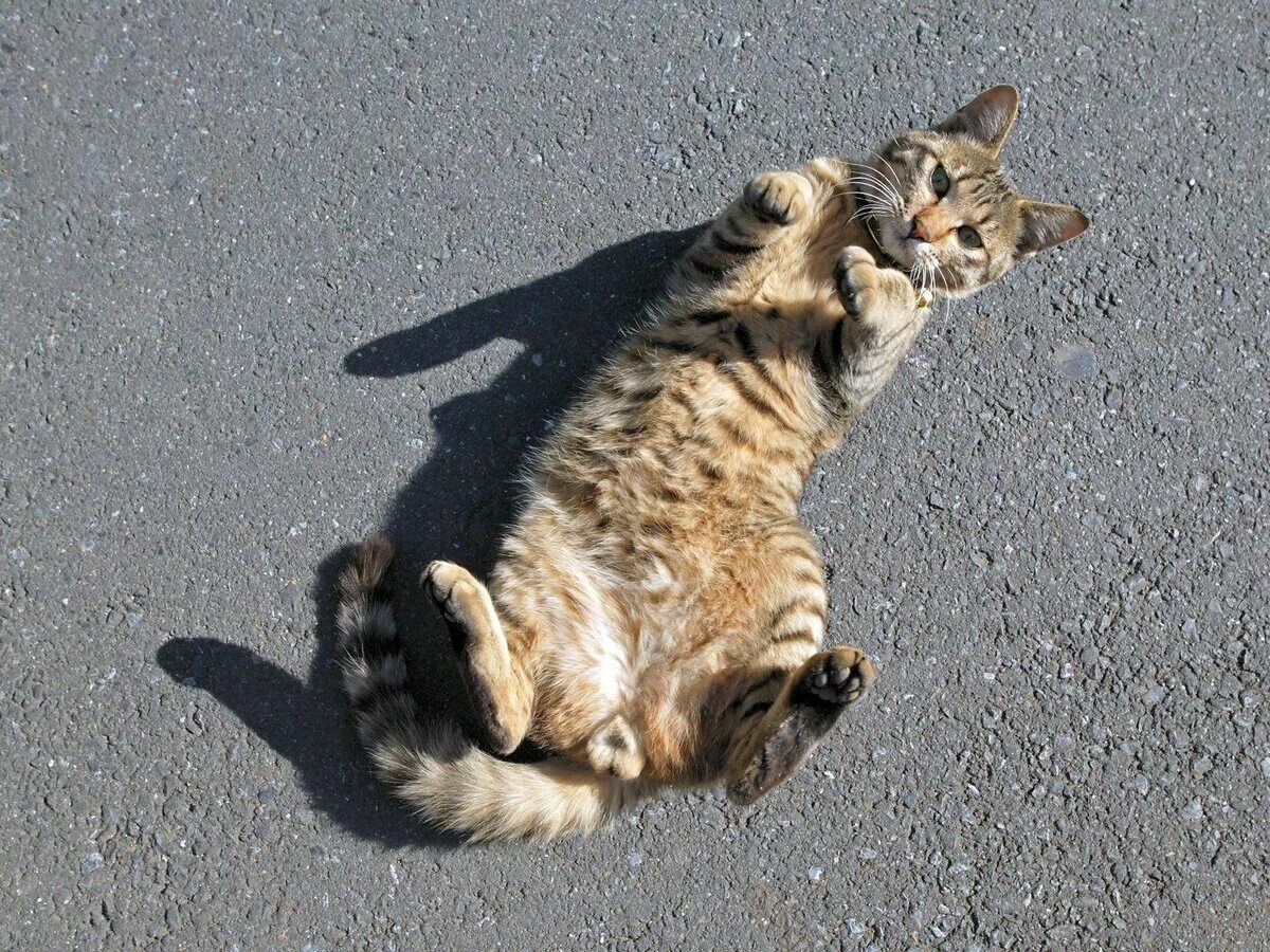 Кот фото тело Почему кошки любят лежать на спине? Мир домашних животных Дзен