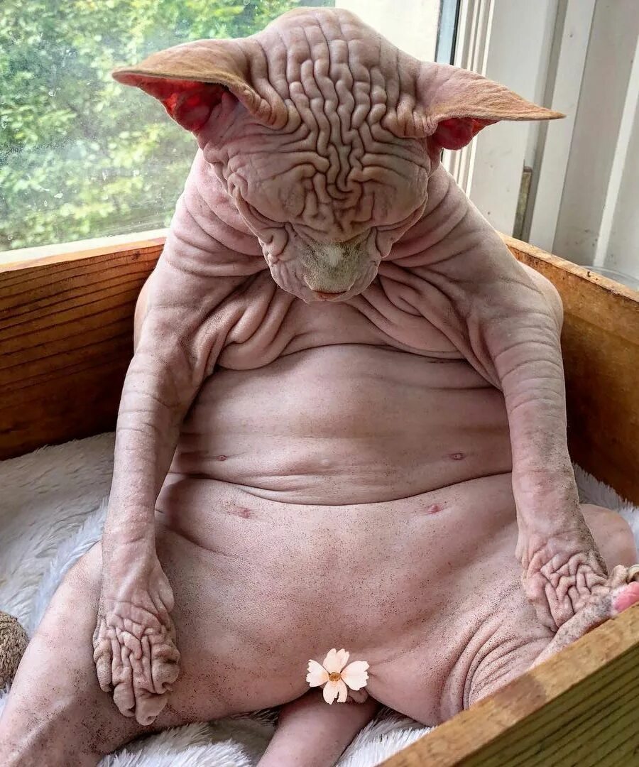 Кот фото тело Be Bald And Free Day: 7 Hilarious Hairless Cats Of Instagram - CatTime Scary cat