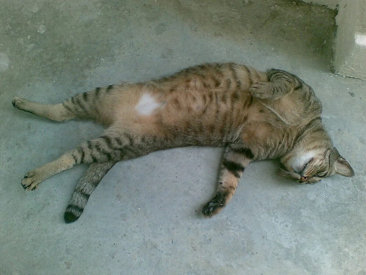 Кот фото тело File:Cat - Singapore-20090109.jpg - Wikipedia