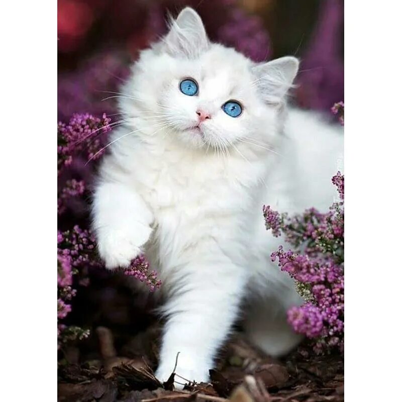 Кот фото животного DIY Cat 5D Diamond Painting Full Square Drill Cross Stitch Animal Embroidery Rhi