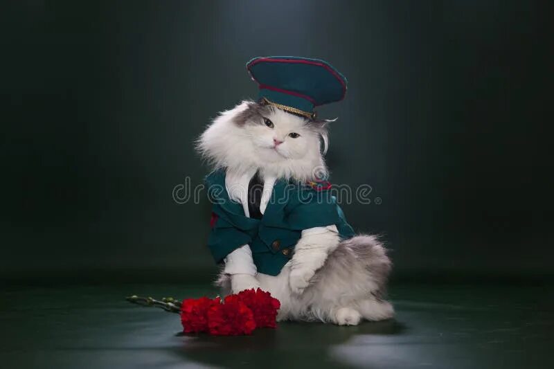 Кот генерал фото Cat dressed as General stock image. Image of pink, military - 29197413