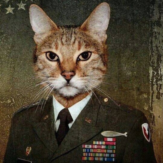 Кот генерал фото Un Chat qui a été Gradé Cats, Funny cats, Cat memes