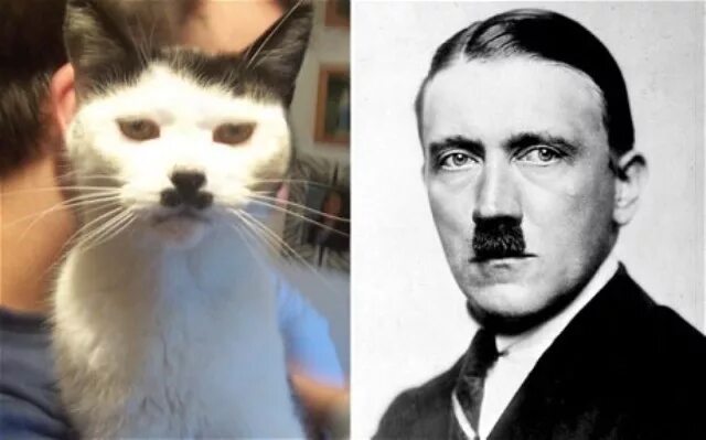 Кот гитлер фото Британка удивила интернет-сообщество: ее дворняга похожа на... Гитлера - Досуг -