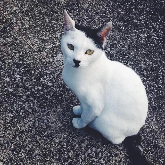 Кот гитлер фото Stray Cat with Unique Markings