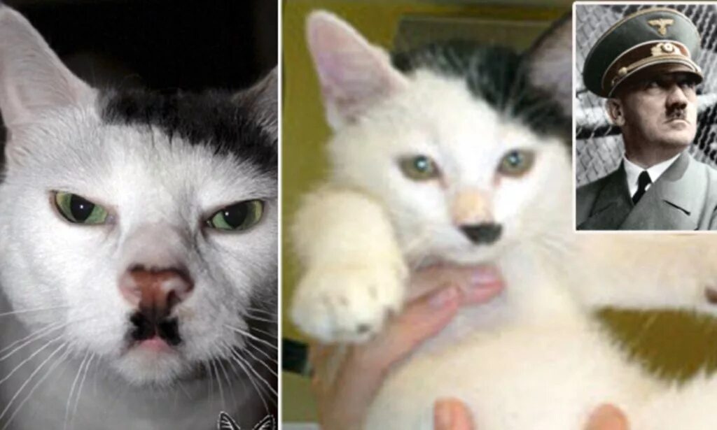 Кот гитлер фото Cats that look like Hitler