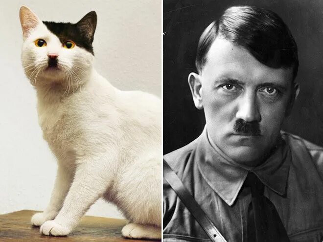 Кот гитлер фото Cats That Look Like Celebrities Cats Funny cats, Animals, Cats
