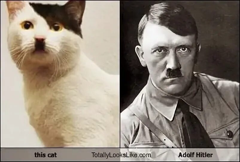 Кот гитлер фото Hitler Cat Breed