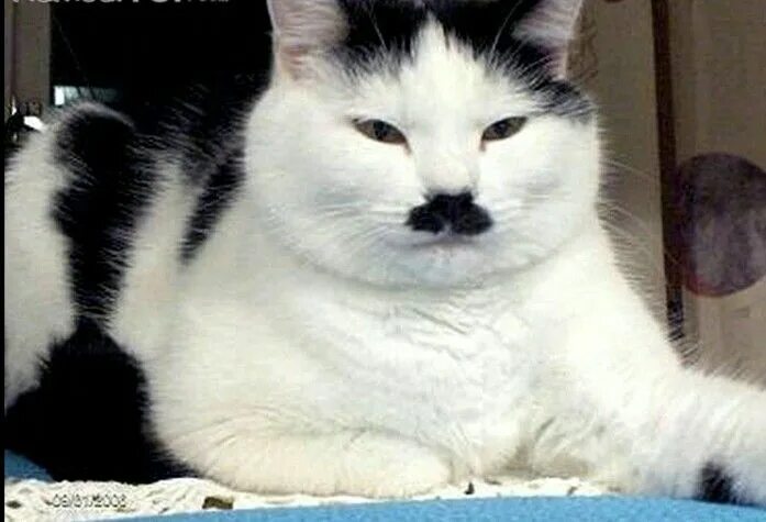 Кот гитлер фото ღ۵ мιѕтerιeυх cнαтѕ ۵ღ Mustache cat, Crazy cats, Cool pets