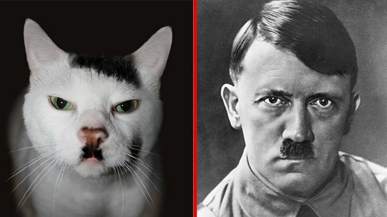 Кот гитлер фото Funny Pics Animals That Totally Look Like Celebrities - YouTube