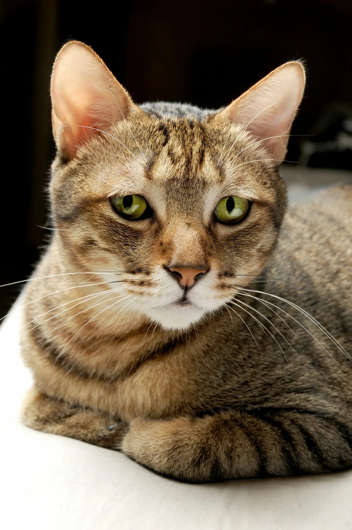 Кот гладкошерстный фото Free Images : pet, kitten, fauna, close up, nose, whiskers, vertebrate, tabby ca