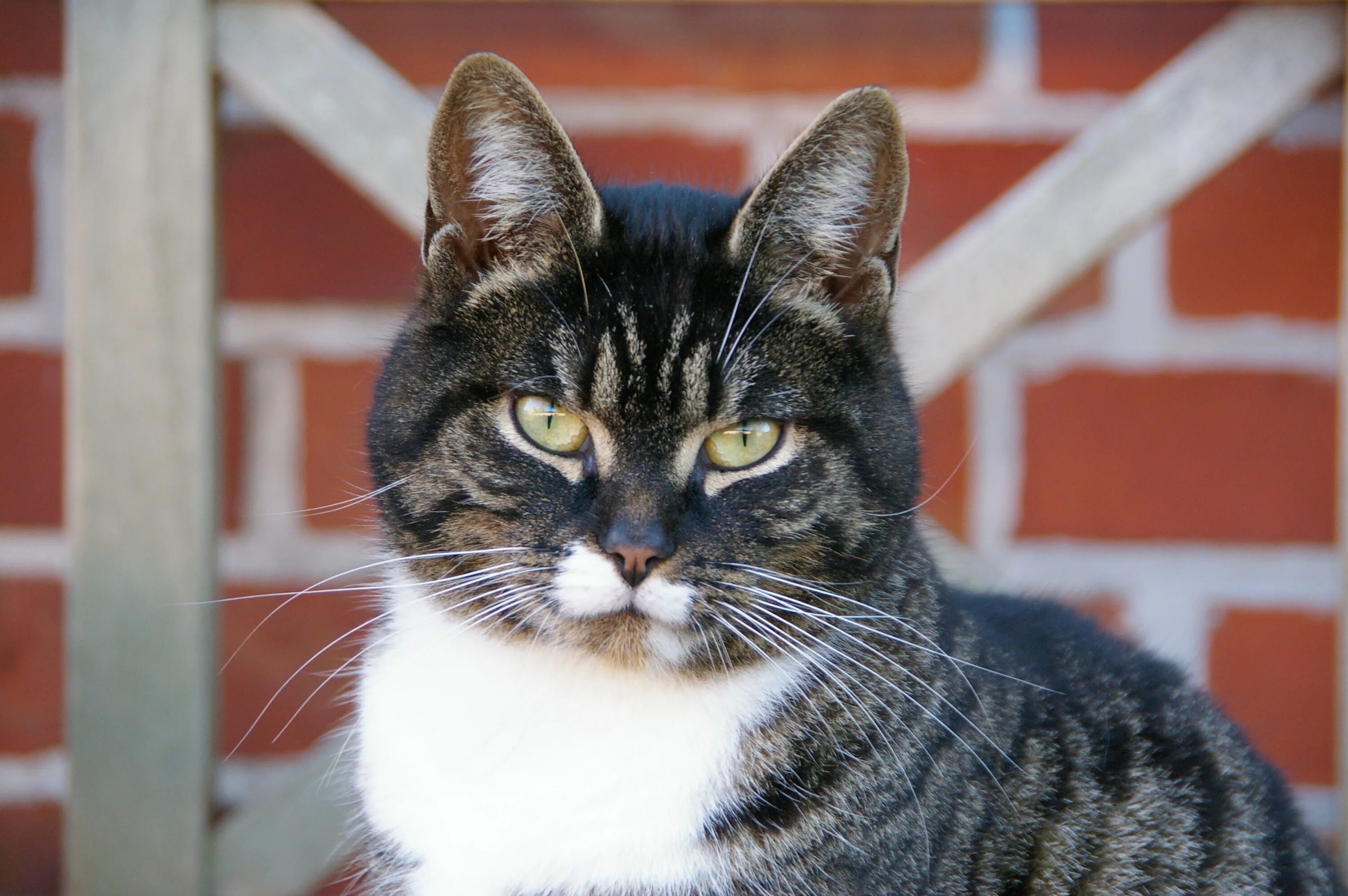 Кот гладкошерстный фото Free Images : nose, whiskers, vertebrate, animal portrait, mackerel, european sh