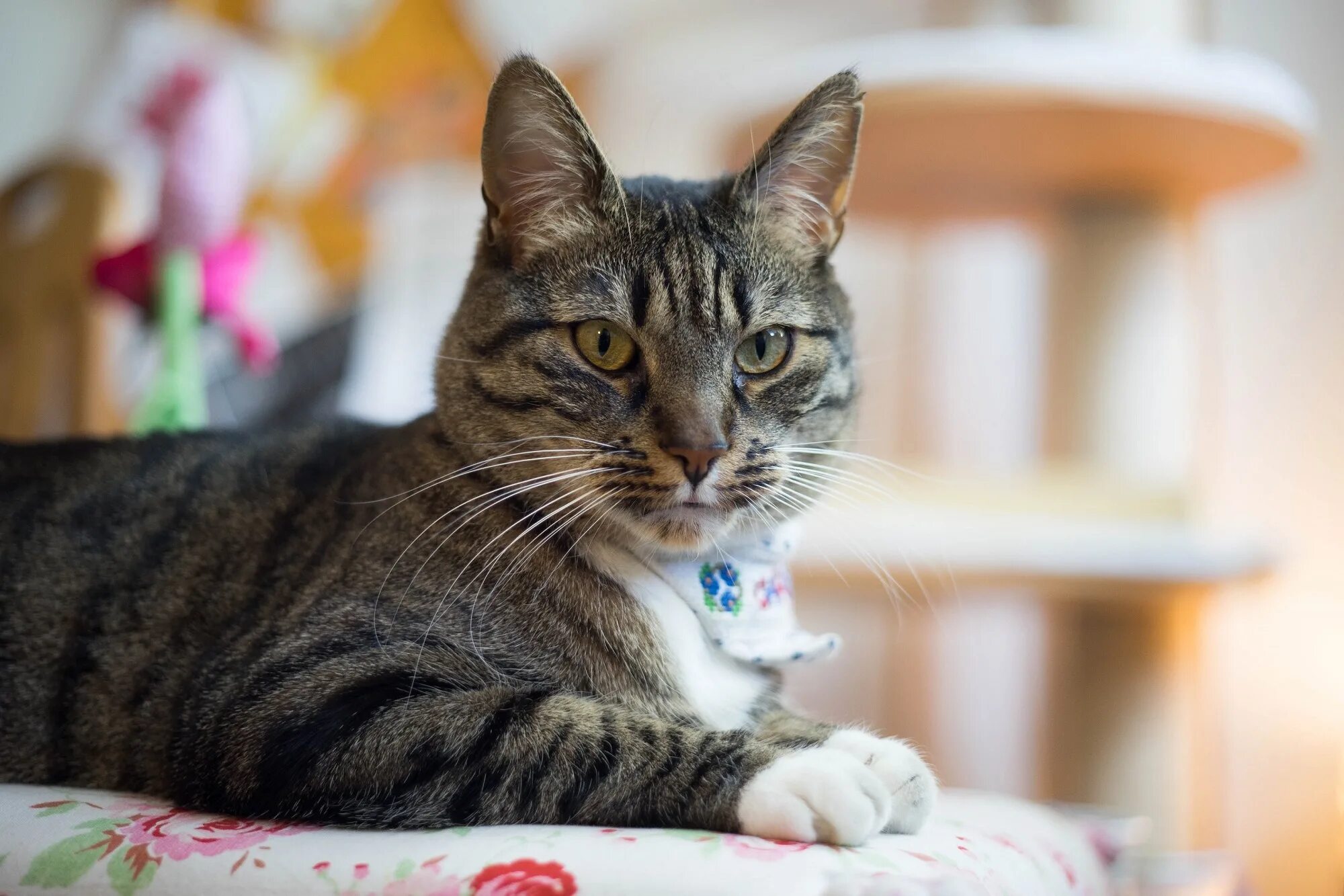 Кот гладкошерстный фото Free Images : cute, looking, pet, portrait, kitten, sitting, feline, face, eyes,