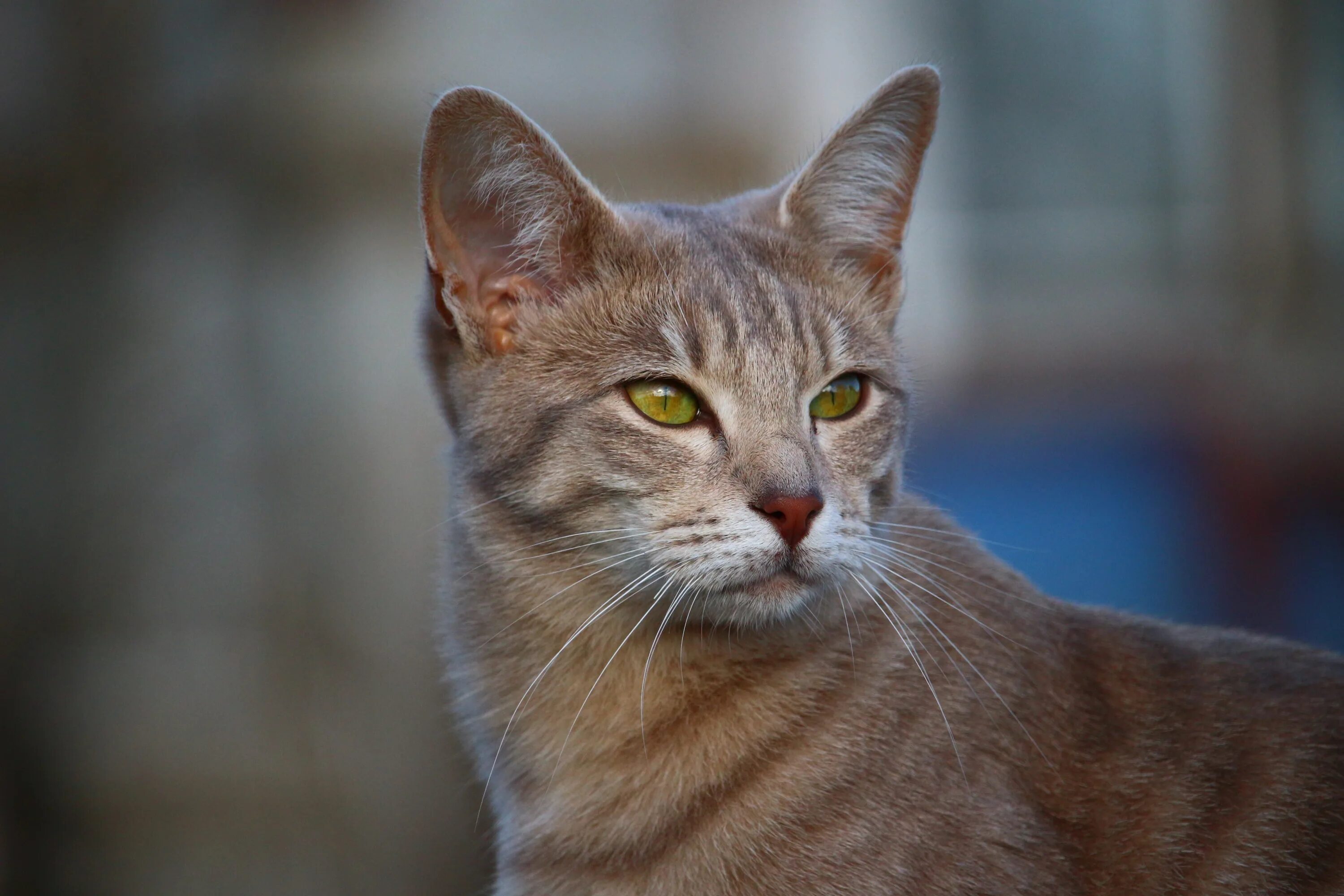 Кот гладкошерстный фото Portrait of a brown cat with green eyes free image download