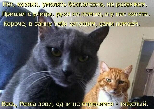 Кот говорит фото Комментарии к теме Любители кошек, Котята, Домашние питомцы