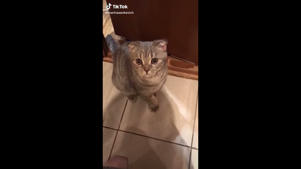 Кот говорит фото Если ты хороший котик скажи мяу - YouTube