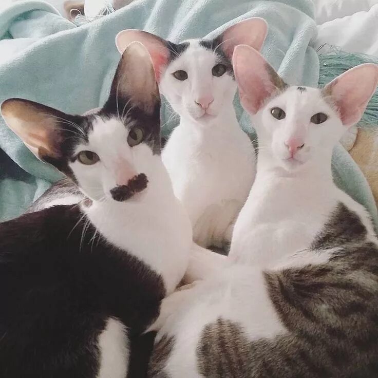 Кот грузин фото Аристократы Cute cats, Cats, Dobby cat