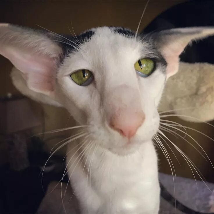 Кот грузин фото Пин на доске кошки и собаки породистые знаменитые Котята, Животные, Кошки