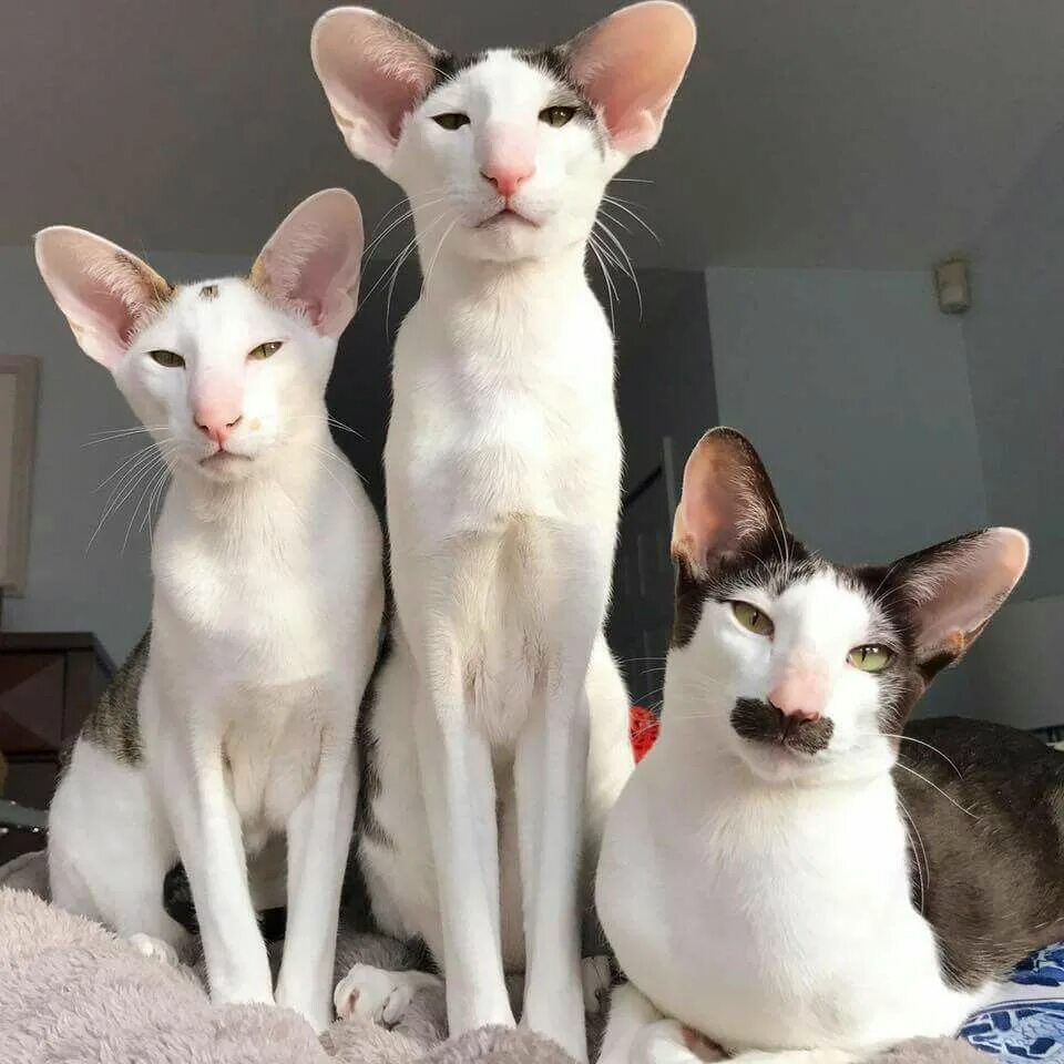 Кот грузин фото цена Ghim của Jenny O'Cool trên spirit of animals Mèo dễ thương, Động vật dễ thương n