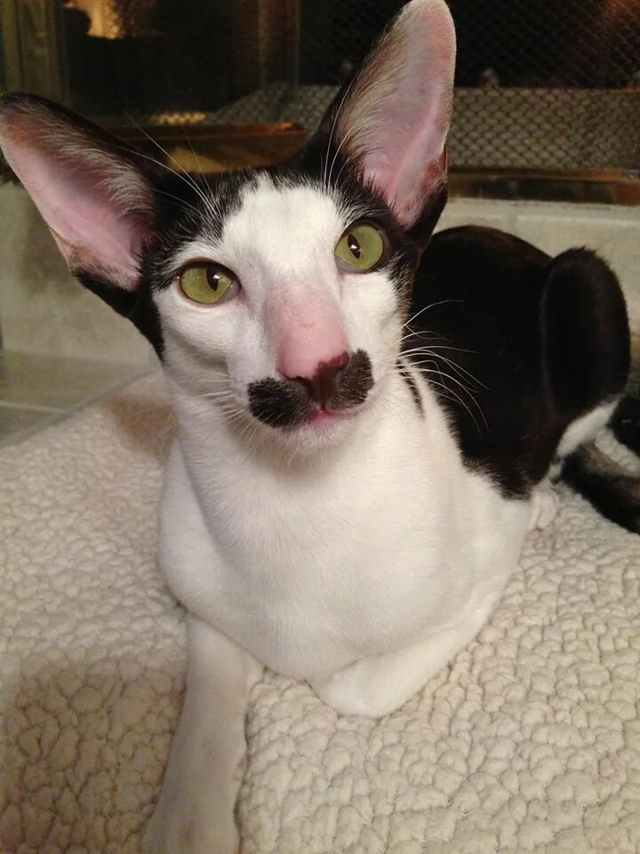 Кот грузин фото цена Stache the celebrity cat Экзотические кошки, Кошки, Кот