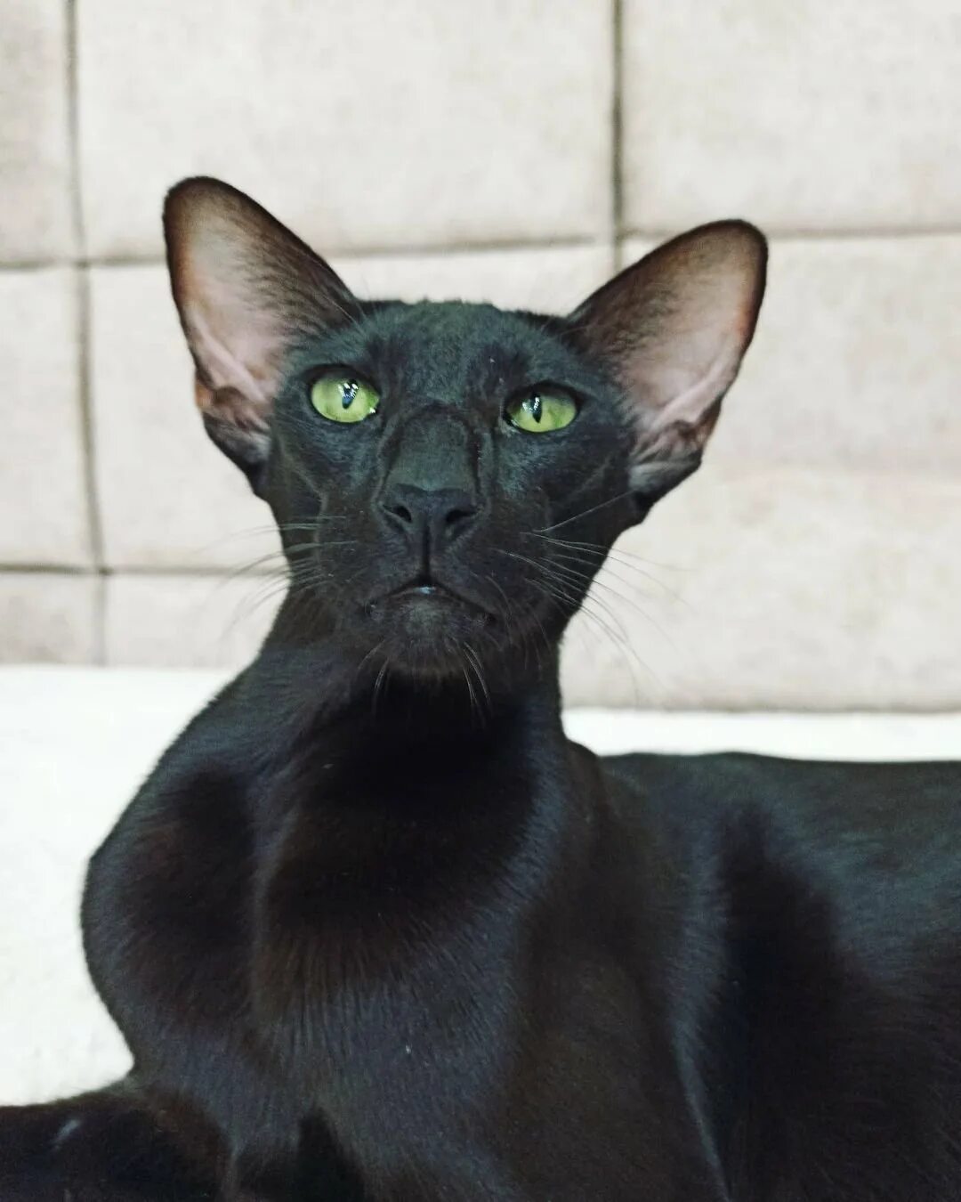Кот грузин фото цена Кот по грузински eCookie.ru