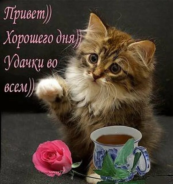 Кот хорошего дня картинки Резида Галиакберова-аккулова, 59 yaşında, Chishmy, arıyor erkek yaş aralığı 51 -
