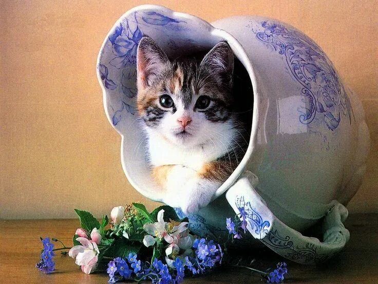 Кот хорошего дня картинки Re: PICTURES OF JUST CATS-the original Kittens and puppies, Kittens, Kittens cut