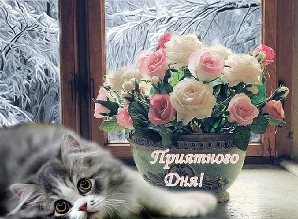 Кот хорошего дня картинки Аленький цветочек Открытки, Доброе утро