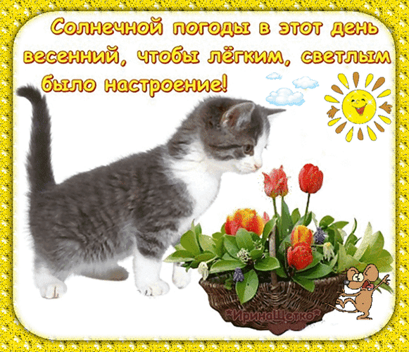 Кот хорошего дня картинки Анимированная открытка Солнечной погоды в этот день весенний, чтобы лёгким, свет