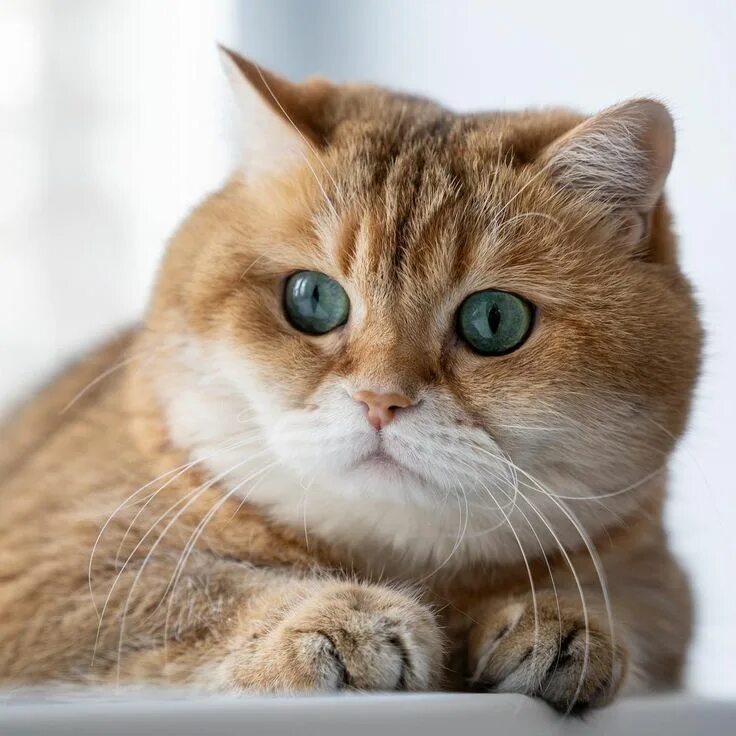 Кот хосико фото 50.2k Likes, 241 Comments - Hosico Cat (@hosico_cat) on Instagram: "Today we hav
