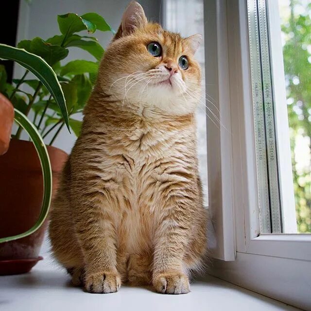 Кот хосико фото Фото@Mail.Ru: : Что нового