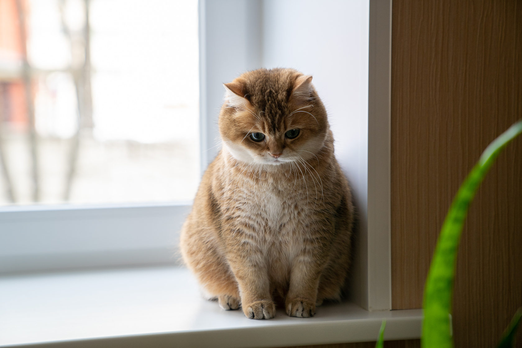 Кот хосико фото HOSICO PHOTO