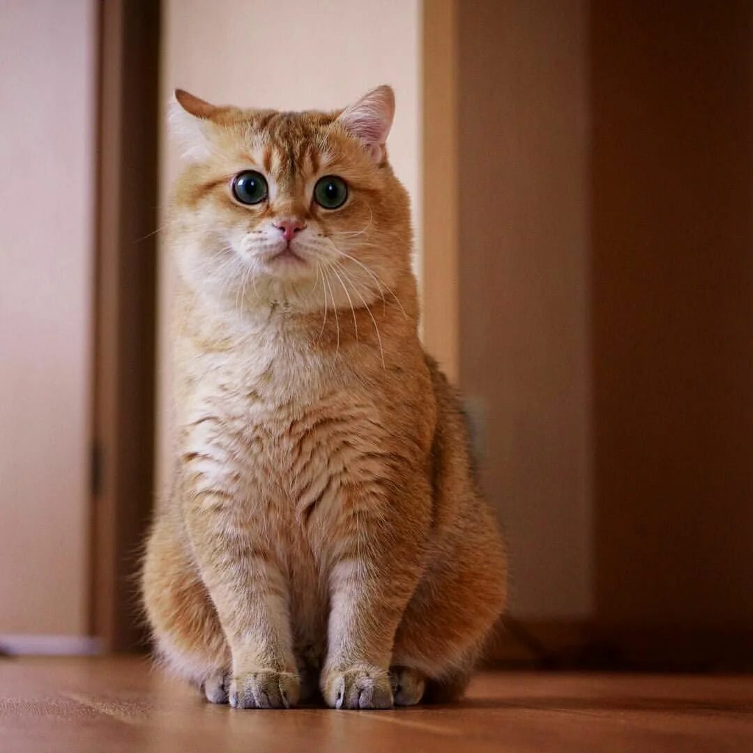 Кот хосико фото @hosico_cat の Instagram 写 真 を チ ェ ッ ク * い い ね.9,997 件 Cute cats, Pretty cats, Be
