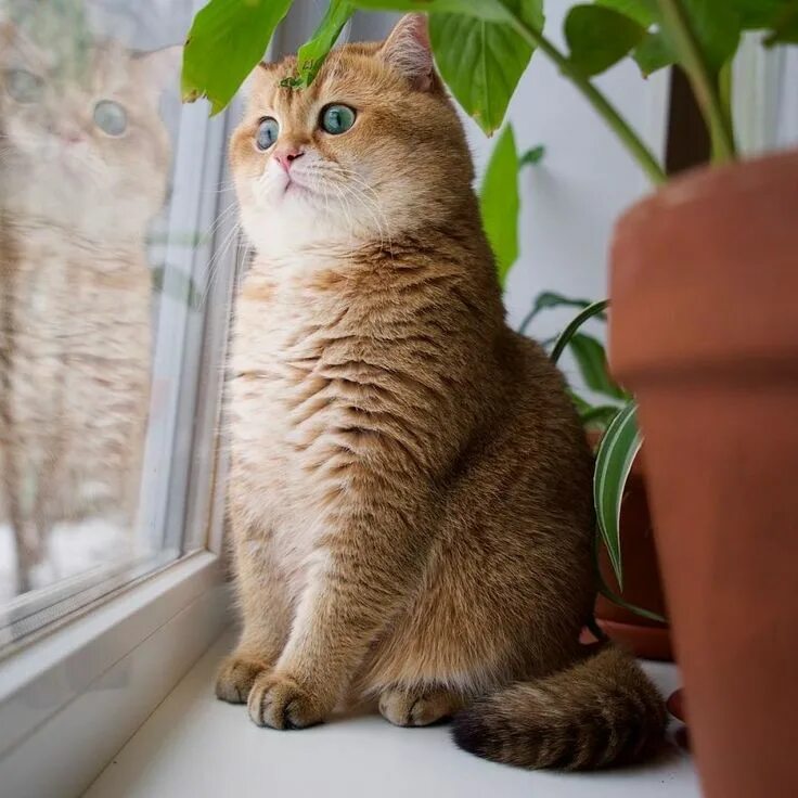 Кот хосико фото Este é Hosico, o autêntico gato de botas na vida real Bengal cat facts, Gorgeous