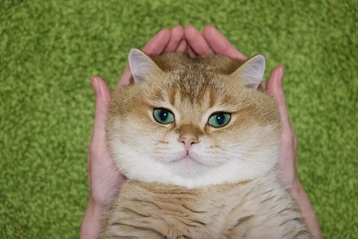 Кот хосико фото Hosico Cat Schattigste dieren, Brits korthaar, Dieren