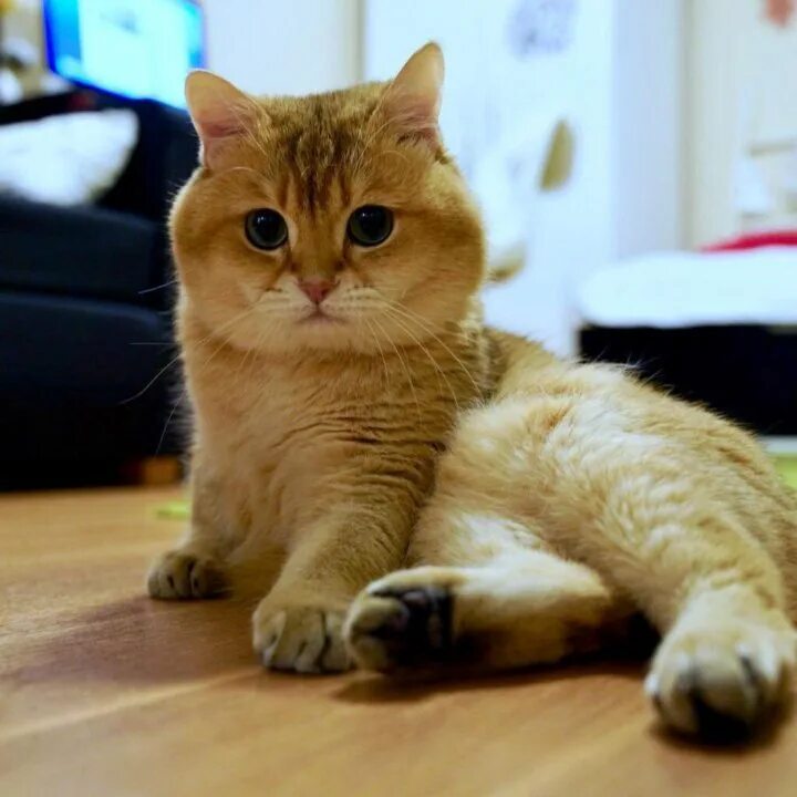 Кот хосико фото Неактивно