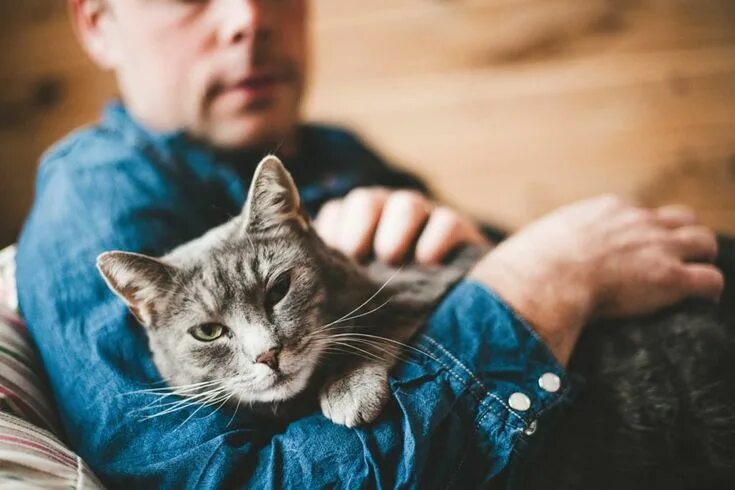 Кот хозяин фото Decode Your Cat’s Behavior: 17 Cat Behaviors Explained Cat behavior, Funny cats 