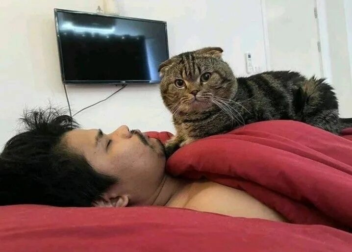 Кот хозяин фото Dih human
