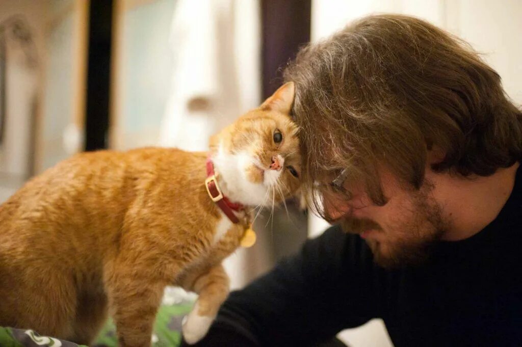 Кот хозяин фото Bot Verification Cats, Cat questions, Cat work