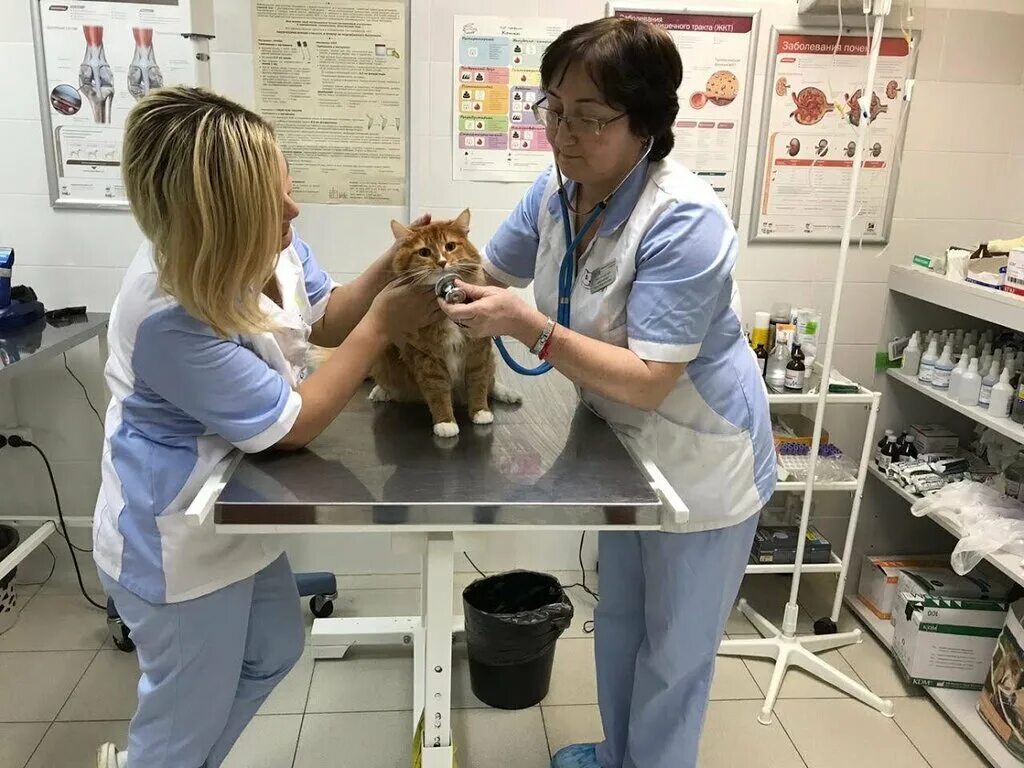Кот и дог учинская ул 6 фото Panorama: Veterinary clinic Vet Global, veterinary clinic, Москва, Полярная улиц