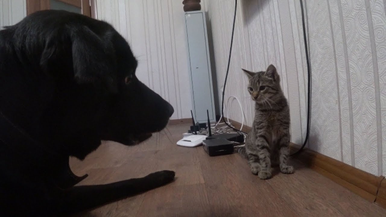 Кот и дог учинская ул 6 фото Cat VS Dog/Кот достаёт собаку! - YouTube